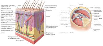 Chapter 1 Integumentary System Diagram Quizlet