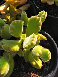 Bear Paw Succulent Cotyledon Tomentosa Types Of Succulents Plants Succulents Planting Succulents