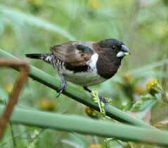 Image result for Ceratotheca integribracteata