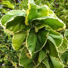 Image result for Acalypha fruticosa
