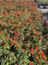 Image result for Lantana moldenkei