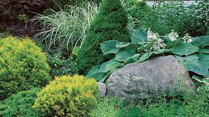 Avoid pruning a dwarf blue spruce unless absolutely necessary. Designing With Dwarf Conifers Finegardening