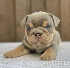 Home for the best english bulldog puppies get your pups at affordable prices including available puppies, shipment details, about and more. Teacup English Bulldog Puppies For Sale Near Me Teacup English Bulldog Puppies For Sale Near Me