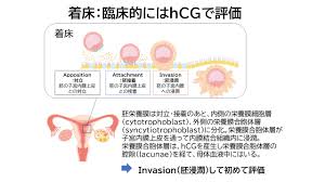 化学 流産 白い 塊