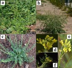 Image result for Sisymbrium orientale