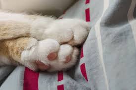 Cats may produce excess saliva at certain times which causes drooling. Why Do Cats Knead 7 Interesting Reasons You Should Aware Of Katzenworld