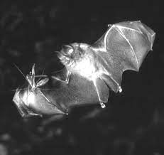 Austin bat control & removal. Http Www Uni Giessen De Cms Resolveuid 22e8448168197c8194ae90c6f37b2900