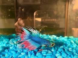 Fortunately for the betta fish that. How To Treat Fin Rot Expert Techniques That Will Cure It