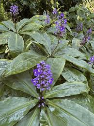 Image result for Dichorisandra