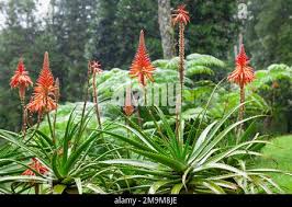 Image result for Aloe cameronii × greatheadii