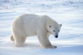 Polar Eisbar Eisbar Fakten Ausgestopftes Tier