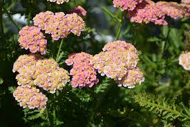 Image result for Achillea millefolium