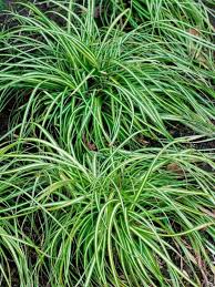 Image result for Carex brassii