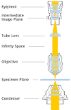 Basic Principles of Infinity Optical Systems | ZEISS
