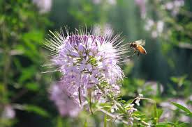 Maybe you would like to learn more about one of these? The Best Flowers For Bees Old Farmer S Almanac