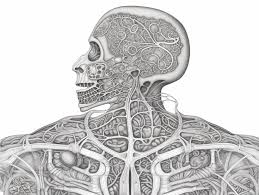 digestive system coloring page