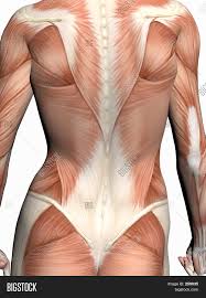 Body human torso abdomen appearance arm beauty drawing fashion fashionable females foot front gender graphic hair head illustration leg medical medicine model outline pattern people scale science shoulder side silhouette template vector view women. Anatomy Woman Image Photo Free Trial Bigstock