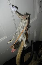 Crap Taxidermy On Twitter King Of The Rodeo Http T Co Txlupjmah1 Brewdog dispatched taxidermy 'fat cats' from a branded helicopter over london yesterday (12 may) to celebrate its latest crowdfunding record. crap taxidermy on twitter king of the