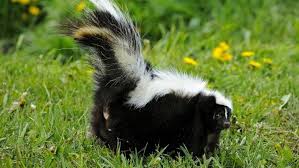 Maybe you would like to learn more about one of these? De Skunk Your Dog How To Get Rid Of Skunk Smell On A Dog