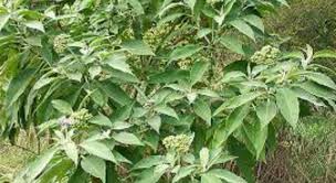 Image result for Solanum mauritianum