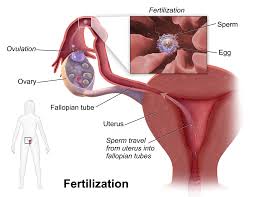 22 8 Functions Of The Female Reproductive System Biology Libretexts