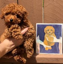 Maybe you would like to learn more about one of these? Puppies For Sale Near Me Puppiesforsal13 Twitter