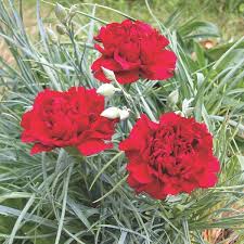 We did not find results for: Carnation Indoors Dianthus Caryophyllus My Garden Life