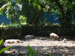 Projek babi hutan adalah usaha penyelidikan baru dan mendesak untuk mengesan penyebaran demam babi afrika di kalangan babi hutan di malaysia, borneo. File Babi Hutan Di Zoo Negara Malaysia Jpg Wikimedia Commons