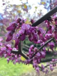 Here is a list of the best hikes to see pacific northwest wildflowers in oregon and washington. Spring Is Officially Under Way In The Lovely Pacific Northwest