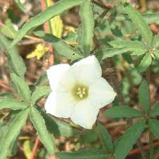Image result for Merremia quinquefolia