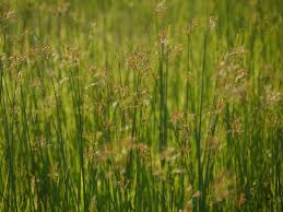 Image result for Cyperus karisimbiensis