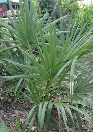 Image result for Borassus