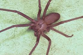 Black And White Spider Texas Poisonous The Most Dangerous Texas Bugs According To The Houston Museum Of Natural Science Brown Recluse Spider Recluse Spider Brown Recluse