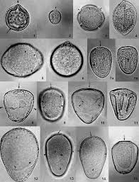 Image result for Courtoisina assimilis