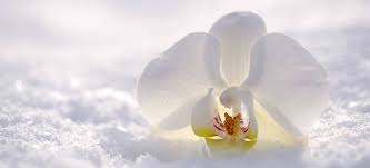 Check spelling or type a new query. 10 Blooming Flowers For Your Winter Garden Fantastic Gardeners Blog