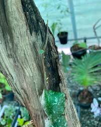 Image result for Selaginella imbricata