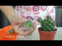 Careful, though, you may still have to get near the dreaded spines that can cause painful punctures. How To Remove Cactus Pups From Mammillaria And Opuntia Microdasys Youtube