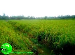 Blog ini berbagi gambar dan foto dengan kualitas yang baik. Foto Padi Di Sawah Mulai Menguning