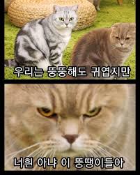 pin ot polzovatelya inna na doske koshki i sobaki porodistye znamenitye 1 koshki sobaki