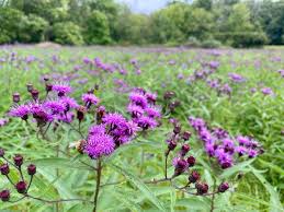 New York Ironweed - Vernonia noveboracensis – ButterflyBushes.com