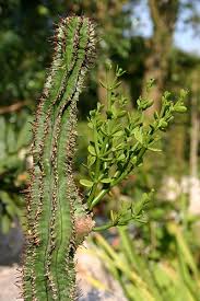 Image result for Viscum tuberculatum