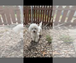 Then when you go and buy a puppy, be sure to first go check out the breeders and the puppy. Puppies For Sale Near Kansas City Missouri Usa Page 1 10 Per Page Puppyfinder Com