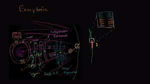 Plant cell wall khan academy. Cell Structure And Function Ap College Biology Science Khan Academy