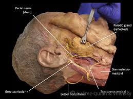 The Facial Nerve Cn Vii Course Functions Teachmeanatomy