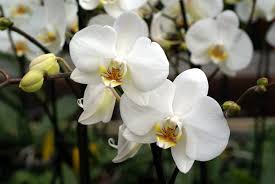 White Orchid Photo Orchid Flower Flower Meanings Best Flower Pictures