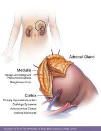 Although this stage is considered to be advanced, there are a growing number of effective treatment options. Adrenal Tumors Symptoms Diagnosis Treatment Md Anderson Cancer Center