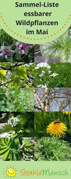 Sammel Liste Essbare Wildpflanzen Mai Strahlemensch Essbare Pflanzen Pflanzen Garten Pflanzen