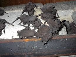 Bats in the basement bats prefer high elevations, so when you see them roosting in your basement, it's usually a sign your entire house is infested. Bats In Your Home Signs Causes Safe Removal Critter Control
