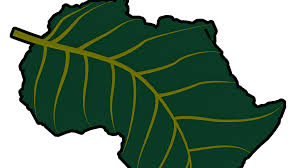 Image result for Pavetta johnstonii