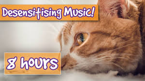 Desensitising Sound Healing Music For Cats Comfort Your Aggressive Cat Pet Therapy Sound Effects Youtube Pets Music Heals Sound Healing